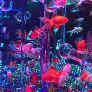 てぃあらんの画像