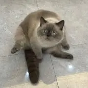 猫大好き