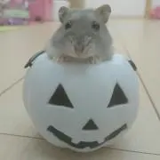 ハムハムの画像