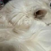 ももの画像