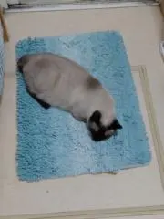やよいの画像