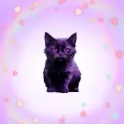 ♡紫猫♡の画像