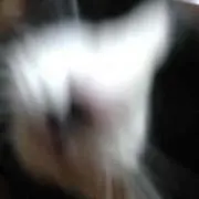 みずき