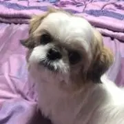 Ziggy