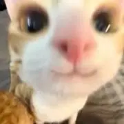 (⩌⩊⩌)の画像