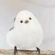 シマエナガ