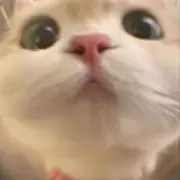 Rの画像