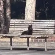 こんぶ