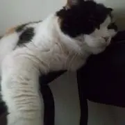 やさやさの画像