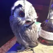 まい