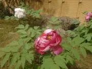keikeiの画像