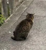 セバの画像