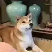 ワンの画像