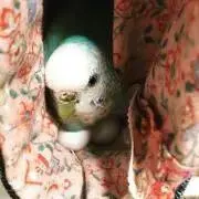 インコちゃん(NIKE靴、天然木　他)の画像
