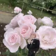 ʚしののんɞの画像