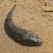 エムの画像