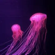 ·͜·の画像