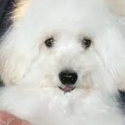 0412mercyの画像