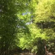 green＊greenの画像