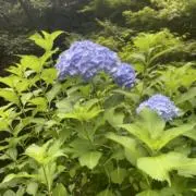 Mドロップの画像