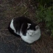 ダウンの画像