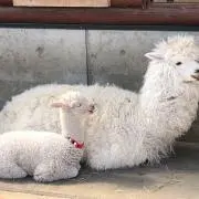 あおの画像