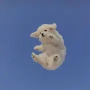 はなの画像