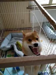 チロ（プロフ必読）の画像