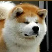 ありあり