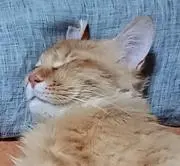 コネの画像