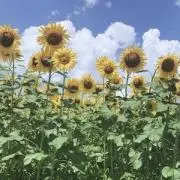 はる