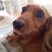 つなゆずの画像