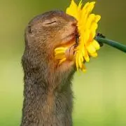 むらおさの画像