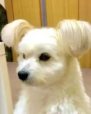 タラ