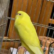ころすけ【プロフィールにお得情報あります