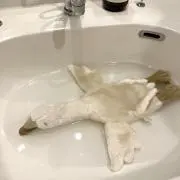 ぽーの画像