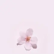 ✿︎の画像