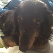 トミー