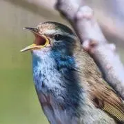 MITSUKIの画像