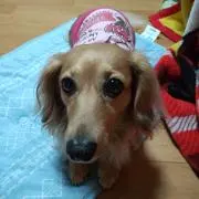 ひめの画像
