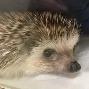 ICHIROの画像