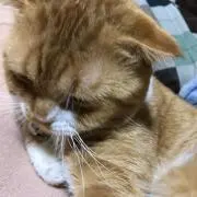 お月さまの画像
