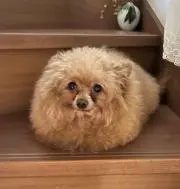 FujiMeg