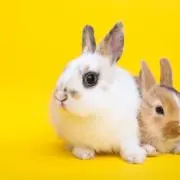 うさぎの画像