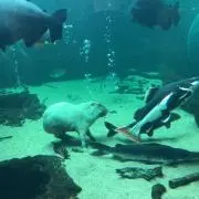 ru。の画像