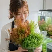 すもももの画像