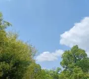 Anzの画像