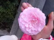 ももこの画像