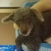 ニコルの画像