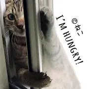 ねこ(:3_ヽ)_の画像